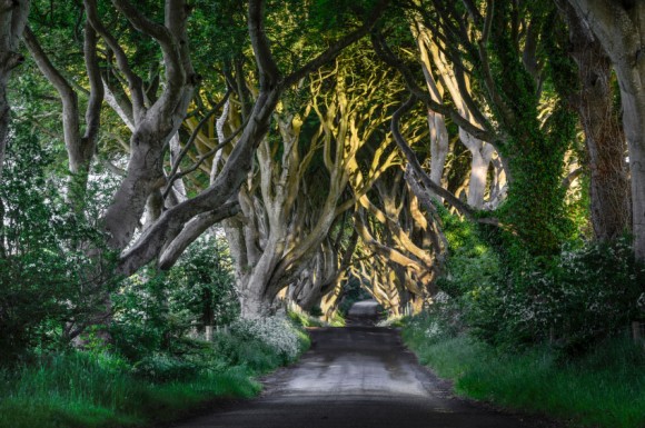 Irlande-du-Nord-Dark-Hedges